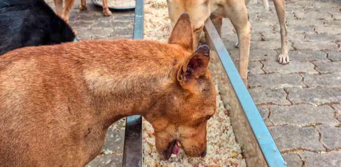 Send dog and cat food direct to our sanctuary in Sri Lanka