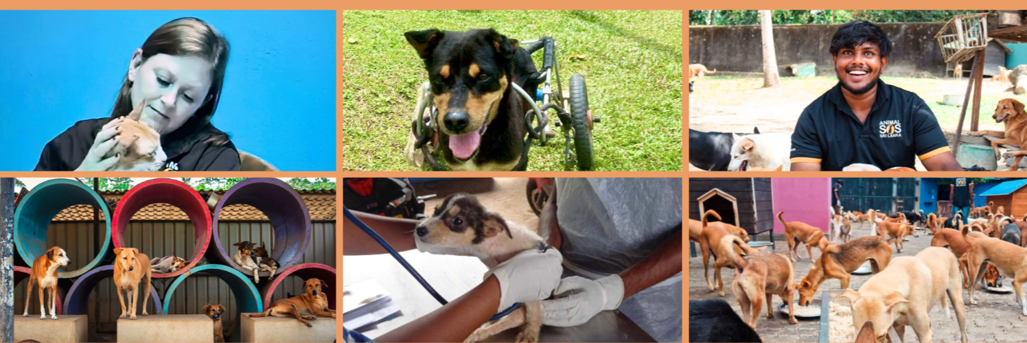 Image showing dogs and cats rescued from the streets of Sri Lanka by Animal SOS Sri Lanka