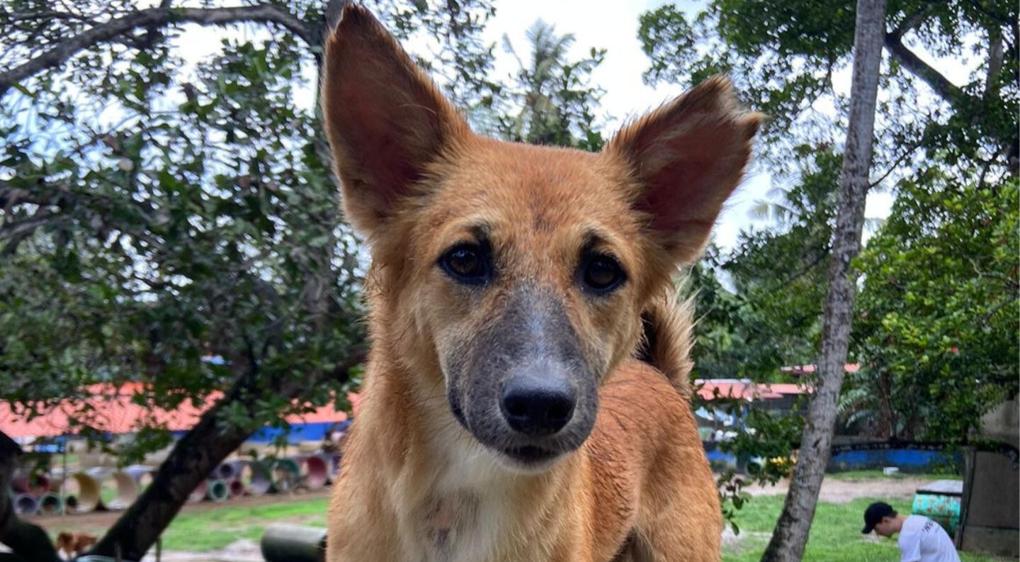 Flight Buddies required