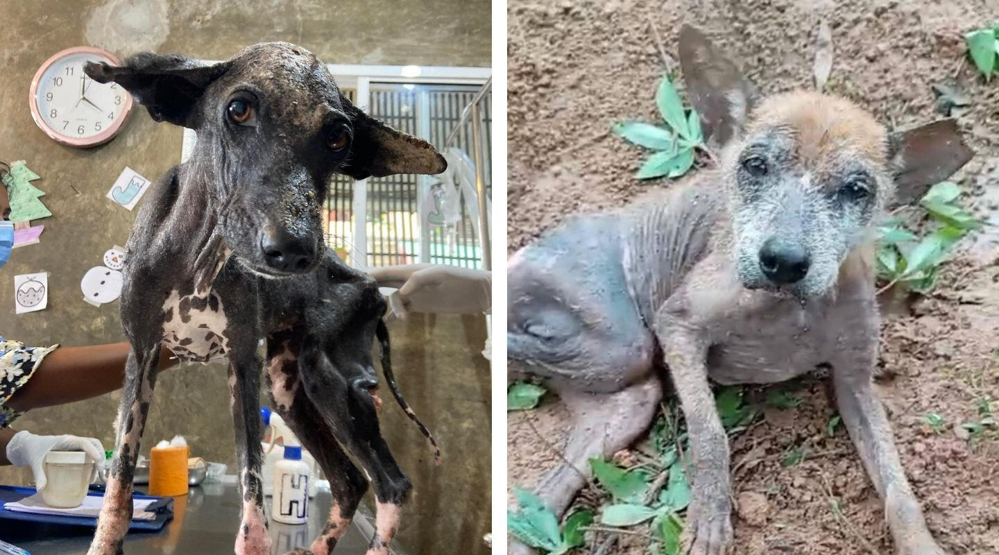 Cutie Patootie and Flexi John before rescue by Animal SOS Sri Lanka