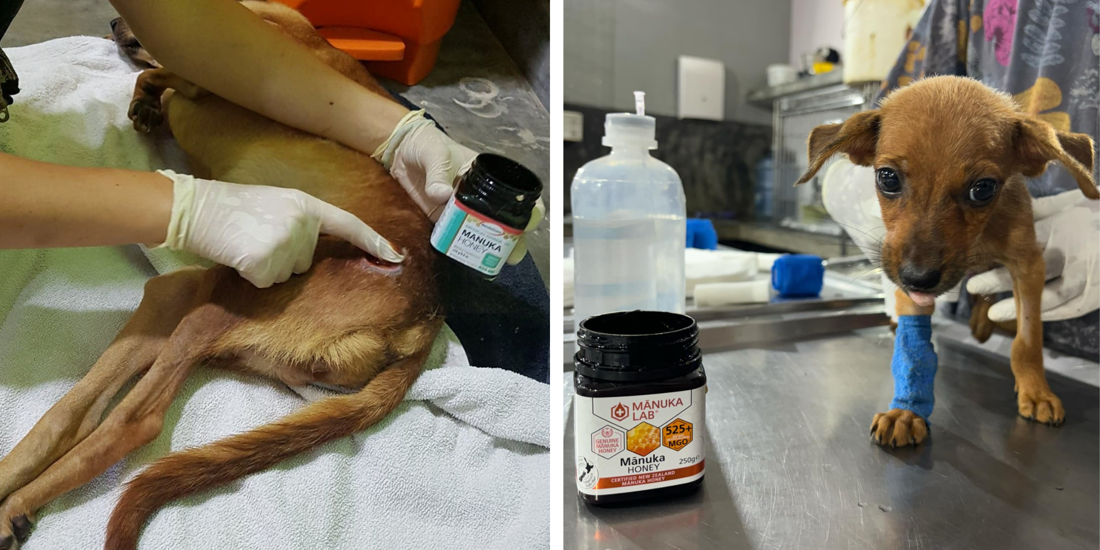 Medical Grade Manuka Honey saves lives vet applying medical grade manuka honey to a wound on a dog